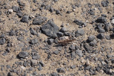 Sphingonotus rubescens ekim ayında kumlu bir zeminde oturur. Sphingonotus rubescens, bant kanatlı bir çekirge türüdür. Costa Calma, Fuerteventura, Las Palmas, Kanarya Adaları, İspanya. 