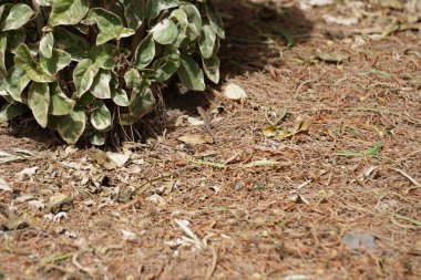 Kertenkele Gallotia sezaris ekim ayında bitkilerin arasında sürünür. Boettger kertenkelesi, Lacertidae familyasından bir duvar kertenkelesidir. Bu tür Kanarya Adaları 'na özgüdür. Costa Calma, Fuerteventura, Kanarya Adaları. 