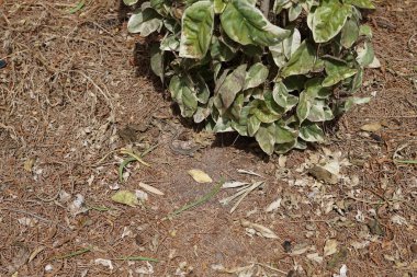 The lizard Gallotia caesaris crawls through plants in October. Boettger's lizard, Gallotia caesaris, is a species of wall lizard in the family Lacertidae. The species is endemic to the Canary Islands. Costa Calma, Fuerteventura, Canary Islands.  clipart