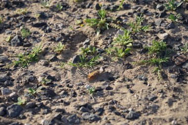 Vanessa Cardui kelebeği kasım ayında kayalık kumlu zeminde oturur. Vanessa Cardui, Cynthia Cardui, boyalı bayan, tüm kelebek türlerinin en yaygın olanıdır. Costa Calma, Fuerteventura, Las Palmas, Kanarya Adaları, İspanya.