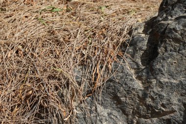 Kertenkele Gallotia sezaris ekim ayında bitkilerin arasında sürünür. Boettger kertenkelesi, Lacertidae familyasından bir duvar kertenkelesidir. Bu tür Kanarya Adaları 'na özgüdür. Costa Calma, Fuerteventura, Kanarya Adaları. 