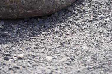 Ekim ayında bir Gallotia sezeryan kertenkelesi kayalık toprak boyunca sürünür. Boettger kertenkelesi, Lacertidae familyasından bir duvar kertenkelesidir. Bu tür Kanarya Adaları 'na özgüdür. Costa Calma, Fuerteventura, Las Palmas, İspanya. 