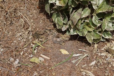 Kertenkele Gallotia sezaris ekim ayında bitkilerin arasında sürünür. Boettger kertenkelesi, Lacertidae familyasından bir duvar kertenkelesidir. Bu tür Kanarya Adaları 'na özgüdür. Costa Calma, Fuerteventura, Kanarya Adaları. 