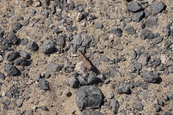 Sphingonotus rubescens ekim ayında kumlu bir zeminde oturur. Sphingonotus rubescens, bant kanatlı bir çekirge türüdür. Costa Calma, Fuerteventura, Las Palmas, Kanarya Adaları, İspanya. 