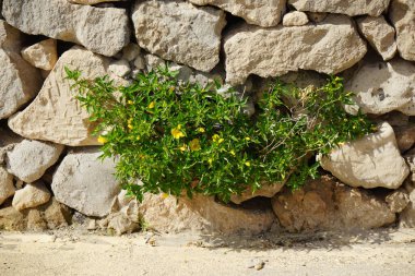 Turnera ulmifolia ekim ayında çiçek açar. Turnera ulmifolia (Ramkeçi dashalong veya sarı alder), Passifloraceae familyasından bir bitki türü. Costa Calma, Fuerteventura, Las Palmas, Kanarya Adaları, İspanya. 