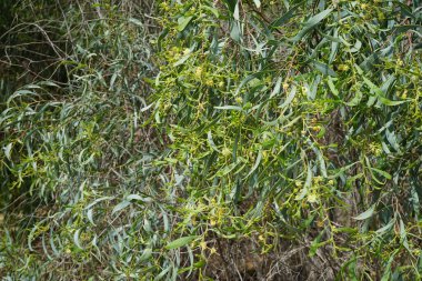 Acacia salicina ekim ayında çiçek açar. Acacia salicina, yerel söğüt, söğüt ağacı, Broughton söğüdü, sardalya, siyah sallee ve siyah gagalı dikensiz bir akasya türüdür. Costa Calma, Fuerteventura, Las Palmas, Kanarya Adaları, İspanya.