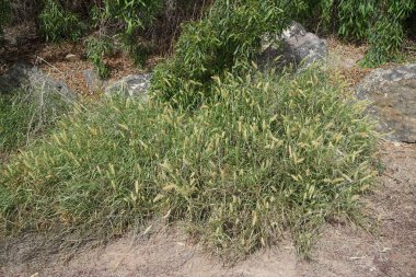 Cenchrus ciliaris otları sonbaharda yetişir. Cenchrus ciliaris, Afrika tilki kuyruklu otları, Pennisetum ciliare, otların bir türüdür. Costa Calma, Fuerteventura, Las Palmas, Kanarya Adaları, İspanya. 