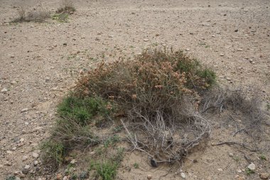 Caroxylon vermiculatum doğada ekim ayında çiçek açar. Caroxylon vermiculatum, Akdeniz tuzu, Salsola vermiculata ve Nitrosalsola vermiculata, Amaranthaceae familyasından bir bitki türü. Costa Calma, Fuerteventura, Kanarya Adaları.  