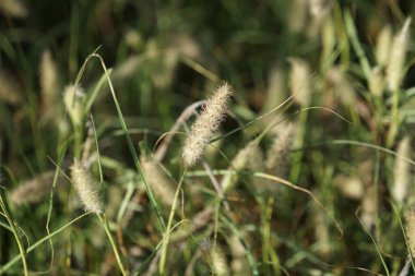 Cenchrus ciliaris otları sonbaharda yetişir. Cenchrus ciliaris, Afrika tilki kuyruklu otları, Pennisetum ciliare, otların bir türüdür. Costa Calma, Fuerteventura, Las Palmas, Kanarya Adaları, İspanya. 