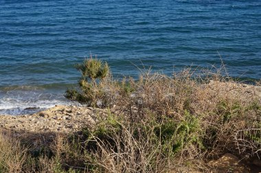 Lycium intricatum, sonbaharda Atlantik Okyanusu kıyısında yetişir. Lycium intricatum, Solanaceae familyasından bir bitki türüdür. Costa Calma, Fuerteventura, Las Palmas, İspanya. 