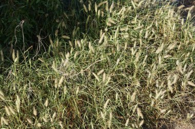Cenchrus ciliaris otları sonbaharda yetişir. Cenchrus ciliaris, Afrika tilki kuyruklu otları, Pennisetum ciliare, otların bir türüdür. Costa Calma, Fuerteventura, Las Palmas, Kanarya Adaları, İspanya. 