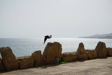 Corvus corax canariensis kuşu Ekim ayında Kosta Calma 'da Atlantik Okyanusu kıyısında yaşar. Sıradan bir kuzgun olan Corvus Corax, iri yarı, siyah bir kuşdur. Fuerteventura, Las Palmas, Kanarya Adaları, İspanya. 