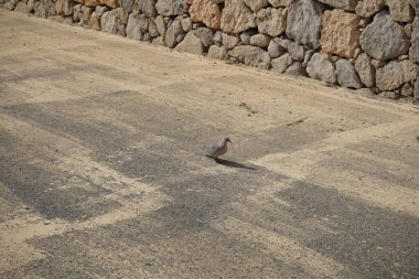 Streptopelia decaocto kuşu sonbaharda Costa Calma 'nın Atlantik kıyısında yaşar. Avrasya güvercini, güvercin veya Türk güvercini Streptopelia decaocto, güvercin türüdür. Fuerteventura, Las Palmas, Kanarya Adaları, İspanya. 