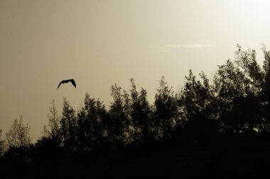 Larus michahellis martıları sonbaharda Kosta Calma 'daki Atlantik Okyanusu' nun üzerinde uçar. Sarı bacaklı martı, Larus michahellis, büyük bir martıdır. Fuerteventura, Las Palmas, İspanya. 