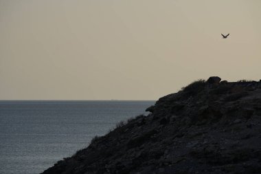 Larus michahellis martıları sonbaharda Kosta Calma 'daki Atlantik Okyanusu' nun üzerinde uçar. Sarı bacaklı martı, Larus michahellis, büyük bir martıdır. Fuerteventura, Las Palmas, İspanya. 