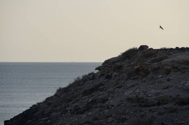 Larus michahellis martıları sonbaharda Kosta Calma 'daki Atlantik Okyanusu' nun üzerinde uçar. Sarı bacaklı martı, Larus michahellis, büyük bir martıdır. Fuerteventura, Las Palmas, İspanya. 