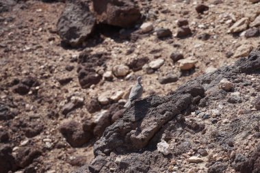 Streptopelia decaocto kuşu sonbaharda Costa Calma 'nın Atlantik kıyısında yaşar. Avrasya güvercini, güvercin veya Türk güvercini Streptopelia decaocto, güvercin türüdür. Fuerteventura, Las Palmas, Kanarya Adaları, İspanya.  