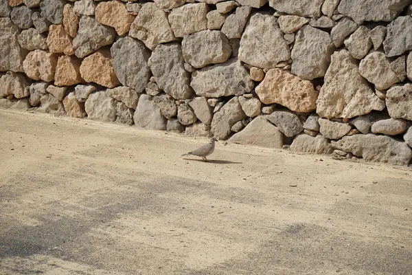 Streptopelia decaocto kuşu sonbaharda Costa Calma 'nın Atlantik kıyısında yaşar. Avrasya güvercini, güvercin veya Türk güvercini Streptopelia decaocto, güvercin türüdür. Fuerteventura, Las Palmas, Kanarya Adaları, İspanya. 