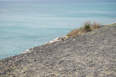 Streptopelia decaocto kuşu sonbaharda Costa Calma 'nın Atlantik kıyısında yaşar. Avrasya güvercini, güvercin veya Türk güvercini Streptopelia decaocto, güvercin türüdür. Fuerteventura, Las Palmas, Kanarya Adaları, İspanya.  