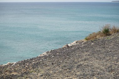 Streptopelia decaocto kuşu sonbaharda Costa Calma 'nın Atlantik kıyısında yaşar. Avrasya güvercini, güvercin veya Türk güvercini Streptopelia decaocto, güvercin türüdür. Fuerteventura, Las Palmas, Kanarya Adaları, İspanya.  