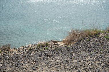 Streptopelia decaocto kuşu sonbaharda Costa Calma 'nın Atlantik kıyısında yaşar. Avrasya güvercini, güvercin veya Türk güvercini Streptopelia decaocto, güvercin türüdür. Fuerteventura, Las Palmas, Kanarya Adaları, İspanya.  