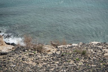 Streptopelia decaocto kuşu sonbaharda Costa Calma 'nın Atlantik kıyısında yaşar. Avrasya güvercini, güvercin veya Türk güvercini Streptopelia decaocto, güvercin türüdür. Fuerteventura, Las Palmas, Kanarya Adaları, İspanya.  