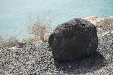 Streptopelia decaocto kuşu ve Atlantoxerus getulus kemirgeni Ekim ayında Costa Calma 'daki Atlantik kıyısında yaşar. Barbar sincap (