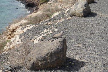 Streptopelia decaocto kuşu sonbaharda Costa Calma 'nın Atlantik kıyısında yaşar. Avrasya güvercini, güvercin veya Türk güvercini Streptopelia decaocto, güvercin türüdür. Fuerteventura, Las Palmas, Kanarya Adaları, İspanya.  