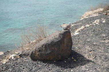 Streptopelia decaocto kuşu sonbaharda Costa Calma 'nın Atlantik kıyısında yaşar. Avrasya güvercini, güvercin veya Türk güvercini Streptopelia decaocto, güvercin türüdür. Fuerteventura, Las Palmas, Kanarya Adaları, İspanya.  