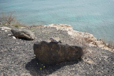 Streptopelia decaocto kuşu sonbaharda Costa Calma 'nın Atlantik kıyısında yaşar. Avrasya güvercini, güvercin veya Türk güvercini Streptopelia decaocto, güvercin türüdür. Fuerteventura, Las Palmas, Kanarya Adaları, İspanya.  