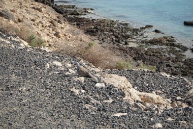 Streptopelia decaocto kuşu sonbaharda Costa Calma 'nın Atlantik kıyısında yaşar. Avrasya güvercini, güvercin veya Türk güvercini Streptopelia decaocto, güvercin türüdür. Fuerteventura, Las Palmas, Kanarya Adaları, İspanya.  