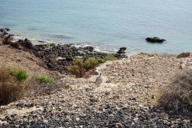 Streptopelia decaocto bird lives on the Atlantic coast of Costa Calma in autumn. The Eurasian collared dove, collared dove or Turkish dove, Streptopelia decaocto, is a dove species. Fuerteventura, Las Palmas, Canary Islands, Spain.   clipart