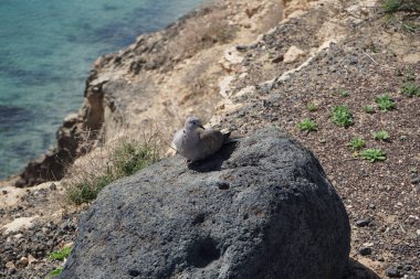Streptopelia decaocto kuşu sonbaharda Costa Calma 'nın Atlantik kıyısında yaşar. Avrasya güvercini, güvercin veya Türk güvercini Streptopelia decaocto, güvercin türüdür. Fuerteventura, Las Palmas, Kanarya Adaları, İspanya.  