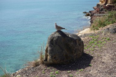 Streptopelia decaocto kuşu sonbaharda Costa Calma 'nın Atlantik kıyısında yaşar. Avrasya güvercini, güvercin veya Türk güvercini Streptopelia decaocto, güvercin türüdür. Fuerteventura, Las Palmas, Kanarya Adaları, İspanya.  