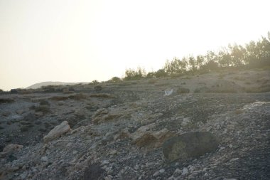 Larus michahellis martı, sonbaharda Costa Calma 'da Atlantik Okyanusu kıyısına ayak bastı. Sarı bacaklı martı, Larus michahellis, büyük bir martıdır. Fuerteventura, Las Palmas, İspanya.