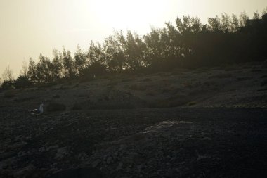 Larus michahellis martı, sonbaharda Costa Calma 'da Atlantik Okyanusu kıyısına ayak bastı. Sarı bacaklı martı, Larus michahellis, büyük bir martıdır. Fuerteventura, Las Palmas, İspanya. 