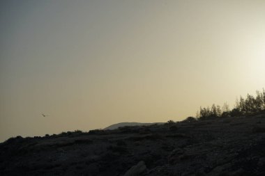 Larus michahellis martıları sonbaharda Kosta Calma 'daki Atlantik Okyanusu' nun üzerinde uçar. Sarı bacaklı martı, Larus michahellis, büyük bir martıdır. Fuerteventura, Las Palmas, İspanya.  
