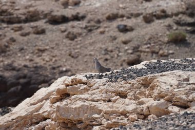 Streptopelia decaocto kuşu sonbaharda Costa Calma 'nın Atlantik kıyısında yaşar. Avrasya güvercini, güvercin veya Türk güvercini Streptopelia decaocto, güvercin türüdür. Fuerteventura, Las Palmas, Kanarya Adaları, İspanya.  