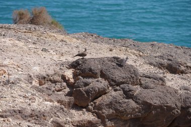 Streptopelia decaocto kuşları sonbaharda Kosta Calma 'da Atlantik Okyanusu kıyısında yaşarlar. Avrasya güvercini, güvercin veya Türk güvercini Streptopelia decaocto, güvercin türüdür. Fuerteventura, Las Palmas, Kanarya Adaları, İspanya. 