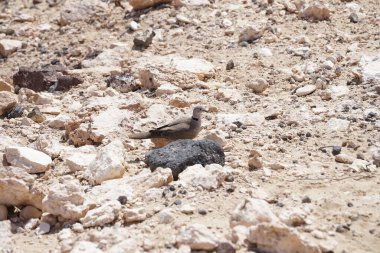Streptopelia decaocto kuşu sonbaharda Costa Calma 'nın Atlantik kıyısında yaşar. Avrasya güvercini, güvercin veya Türk güvercini Streptopelia decaocto, güvercin türüdür. Fuerteventura, Las Palmas, Kanarya Adaları, İspanya.  