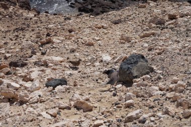 Streptopelia decaocto kuşları sonbaharda Kosta Calma 'da Atlantik Okyanusu kıyısında yaşarlar. Avrasya güvercini, güvercin veya Türk güvercini Streptopelia decaocto, güvercin türüdür. Fuerteventura, Las Palmas, Kanarya Adaları, İspanya. 