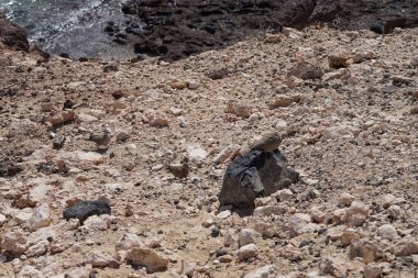 Streptopelia decaocto kuşları sonbaharda Kosta Calma 'da Atlantik Okyanusu kıyısında yaşarlar. Avrasya güvercini, güvercin veya Türk güvercini Streptopelia decaocto, güvercin türüdür. Fuerteventura, Las Palmas, Kanarya Adaları, İspanya. 