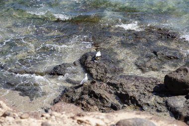 Martılar Larus michahelliler Ekim ayında suyun yakınındaki kayalıklarda balık yerler. Sarı bacaklı martı, Larus michahellis, Avrupa, Orta Doğu ve Kuzey Afrika 'da bulunan büyük bir martıdır. Costa Calma, Fuerteventura, Las Palmas, İspanya. 