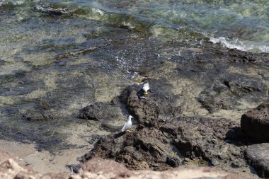 Martılar Larus michahelliler Ekim ayında suyun yakınındaki kayalıklarda balık yerler. Sarı bacaklı martı, Larus michahellis, Avrupa, Orta Doğu ve Kuzey Afrika 'da bulunan büyük bir martıdır. Costa Calma, Fuerteventura, Las Palmas, İspanya. 