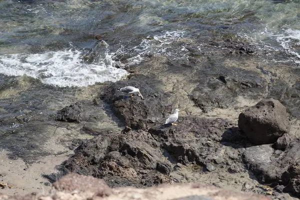 Martılar Larus michahelliler Ekim ayında suyun yakınındaki kayalıklarda balık yerler. Sarı bacaklı martı, Larus michahellis, Avrupa, Orta Doğu ve Kuzey Afrika 'da bulunan büyük bir martıdır. Costa Calma, Fuerteventura, Las Palmas, İspanya. 