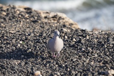 Streptopelia decaocto kuşu sonbaharda Costa Calma 'nın Atlantik kıyısında yaşar. Avrasya güvercini, güvercin veya Türk güvercini Streptopelia decaocto, güvercin türüdür. Fuerteventura, Las Palmas, Kanarya Adaları, İspanya.  