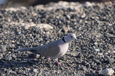 Streptopelia decaocto kuşu sonbaharda Costa Calma 'nın Atlantik kıyısında yaşar. Avrasya güvercini, güvercin veya Türk güvercini Streptopelia decaocto, güvercin türüdür. Fuerteventura, Las Palmas, Kanarya Adaları, İspanya.  
