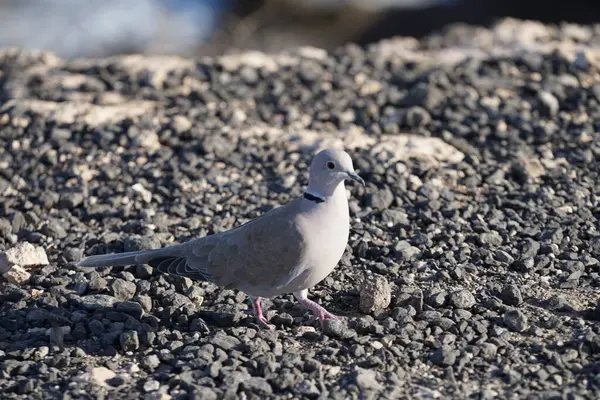 Streptopelia decaocto kuşu sonbaharda Costa Calma 'nın Atlantik kıyısında yaşar. Avrasya güvercini, güvercin veya Türk güvercini Streptopelia decaocto, güvercin türüdür. Fuerteventura, Las Palmas, Kanarya Adaları, İspanya.  