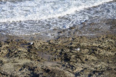 Larus michahellis martıları sonbaharda Costa Calma 'da Atlantik Okyanusu kıyısında yaşarlar. Sarı bacaklı martı, Larus michahellis, büyük bir martıdır. Fuerteventura, Las Palmas, İspanya. 