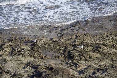 Larus michahellis martıları sonbaharda Costa Calma 'da Atlantik Okyanusu kıyısında yaşarlar. Sarı bacaklı martı, Larus michahellis, büyük bir martıdır. Fuerteventura, Las Palmas, İspanya. 